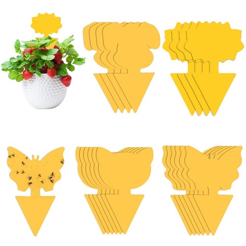 Fruit fly traps - fly,