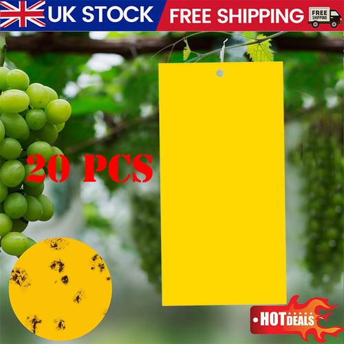 Large insect sticky - 20, fly