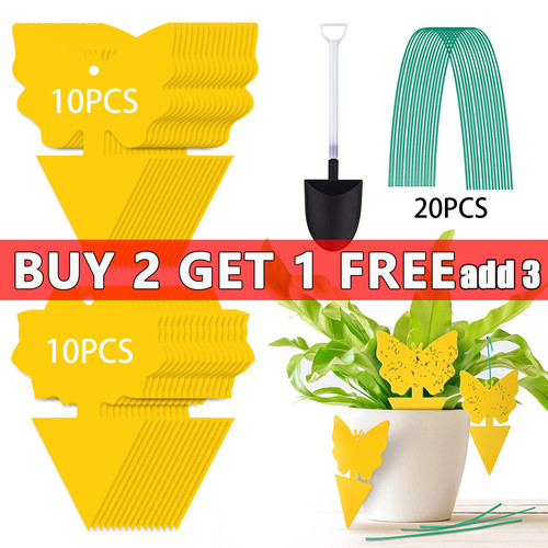 Pack fruit fly traps yellow - fly,