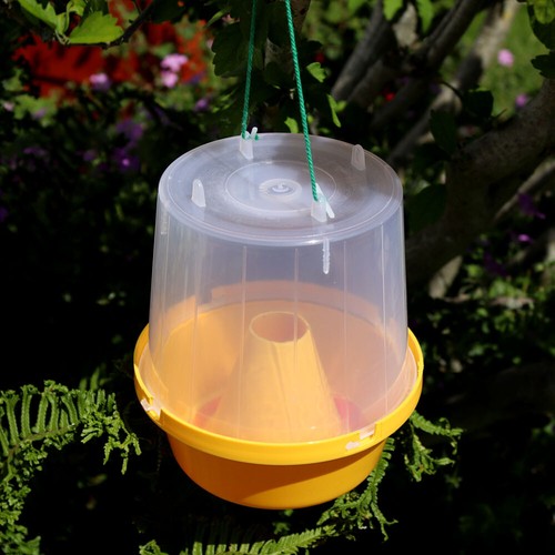 Wasp fly trap catcher - fly,