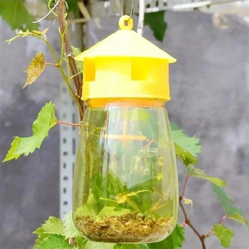 Reusable fruit fly trap - trap, killer