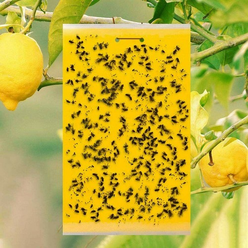 20x yellow sticky - 20x, yellow·sticky