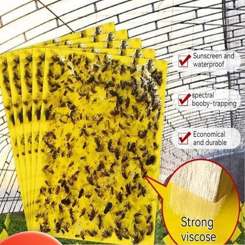 20x sticky fly trap - trap, insect