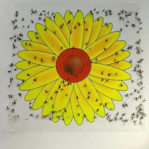 Fly catcher window flower - 10,