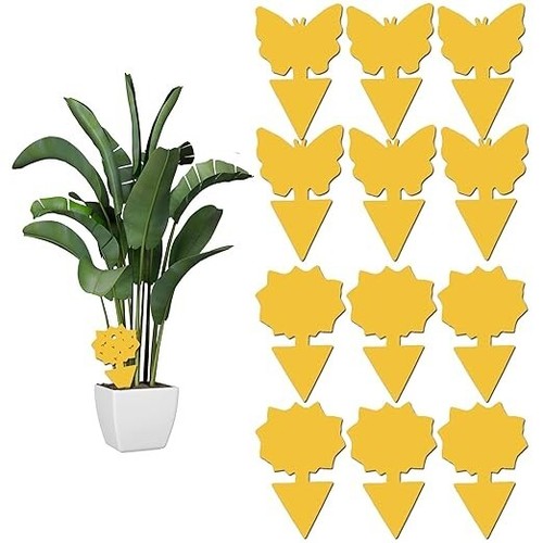 Pack sticky fruit - 12,