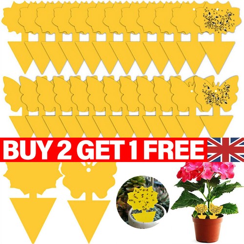 Pack fruit fly traps - pack,