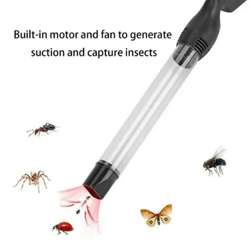 Bug spider fly - spider, pest